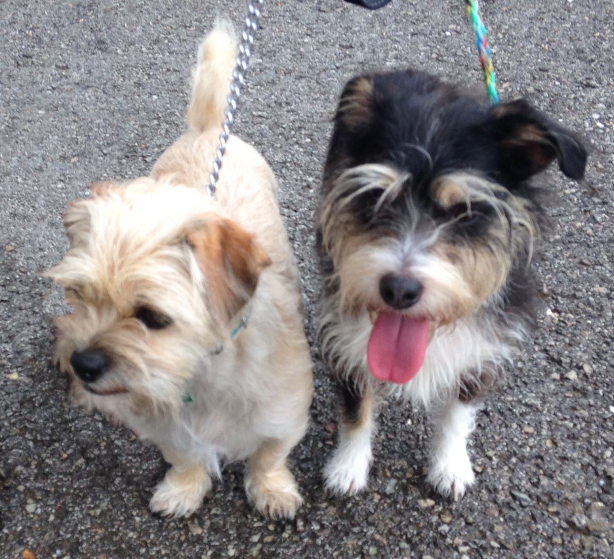 Adopt a Pet Opens in new window